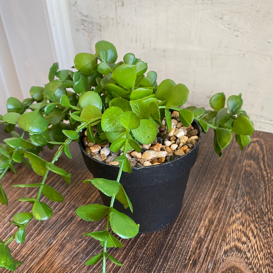 Faux Jade Plant w/ Pot