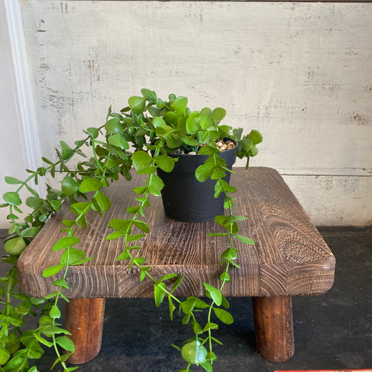 Faux Jade Plant w/ Pot