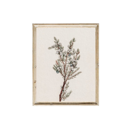 Vintage Print - Winter Greenery 8 X 10