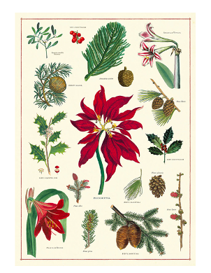 Poster - Christmas Botanical