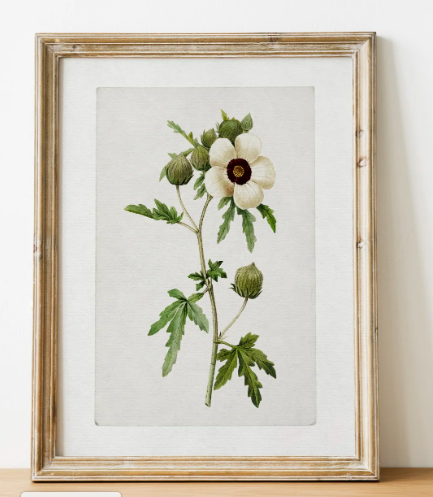 Vintage Print: Anemone